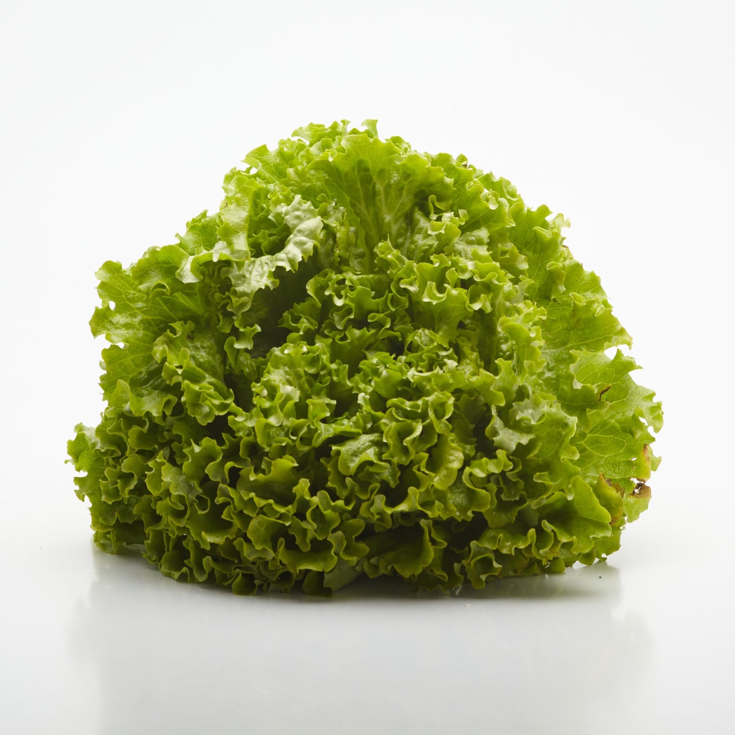 Šalát Lollo Biondo BIO