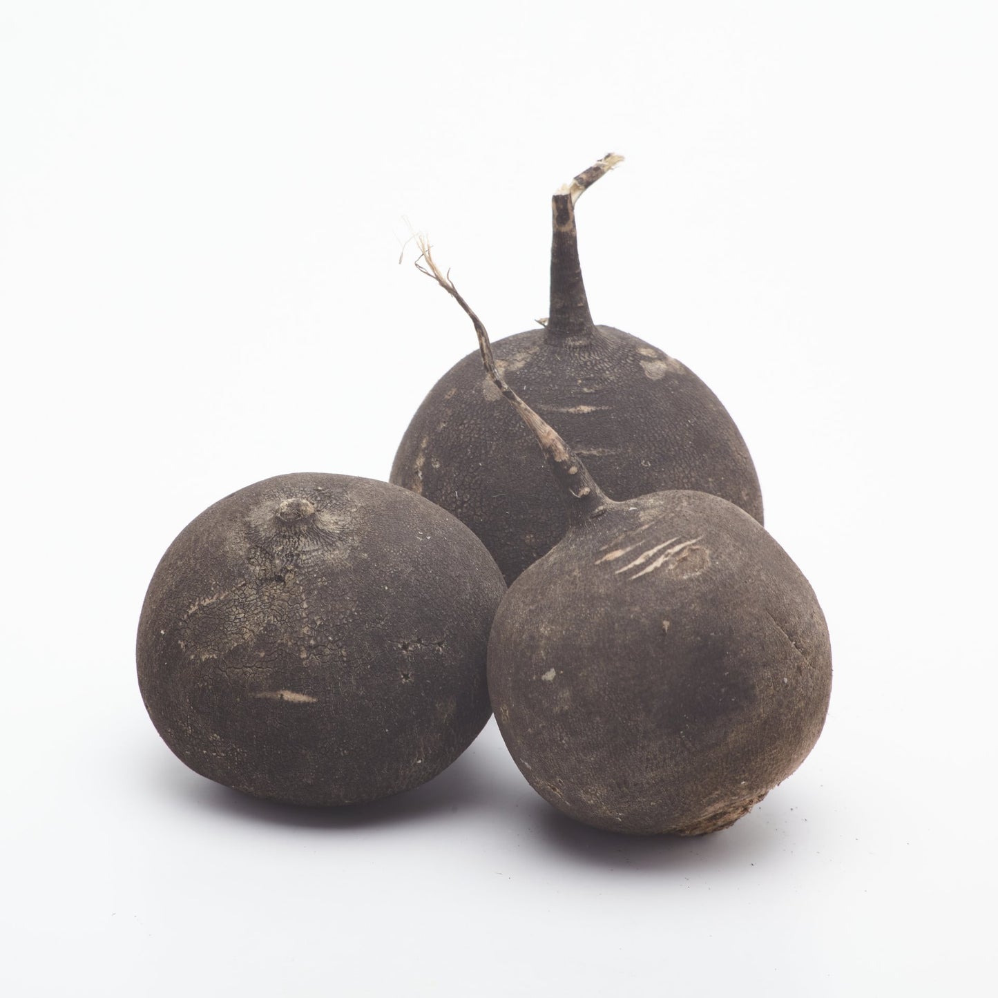 Reďkovka čierna BIO